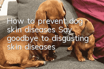 How to prevent dog skin diseases Say goodbye to disgusting skin diseases