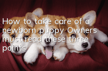 How to take care of a newborn puppy? Owners must read these three points