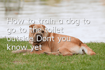 How to train a dog to go to the toilet outside? Don’t you know yet?