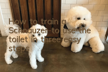 How to train a Schnauzer to use the toilet in three easy steps
