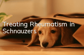 Treating Rheumatism in Schnauzers