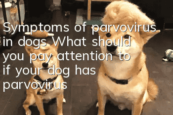 Symptoms of parvovirus in dogs What should you pay attention to if your dog has parvovirus