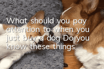 What should you pay attention to when you just buy a dog? Do you know these things?
