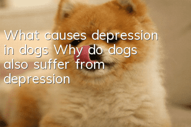 What causes depression in dogs? Why do dogs also suffer from depression?