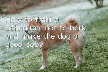 How to train a Schnauzer not to bark and make the dog a good baby