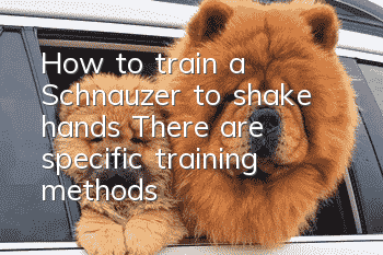 How to train a Schnauzer to shake hands? There are specific training methods