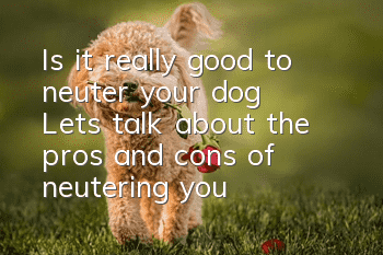 Is it really good to neuter your dog? Let’s talk about the pros and cons of neutering your dog.