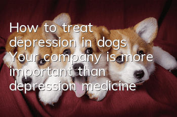 How to treat depression in dogs? Your company is more important than depression medicine
