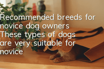 Recommended breeds for novice dog owners: These types of dogs are very suitable for novice owners!