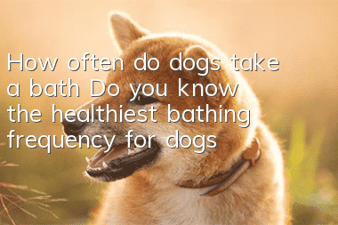 How often do dogs take a bath? Do you know the healthiest bathing frequency for dogs?