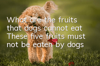 What are the fruits that dogs cannot eat? These five fruits must not be eaten by dogs