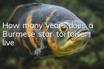 How many years does a Burmese star tortoise live?