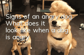 Signs of an angry dog ​​What does it look like when a dog is angry