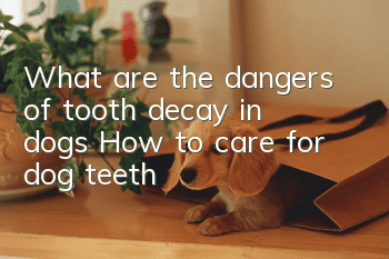 What are the dangers of tooth decay in dogs? How to care for dog teeth