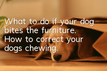 What to do if your dog bites the furniture. How to correct your dog’s chewing.