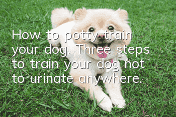 How to potty train your dog. Three steps to train your dog not to urinate anywhere.