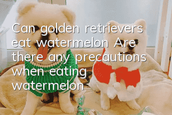 Can golden retrievers eat watermelon? Are there any precautions when eating watermelon?