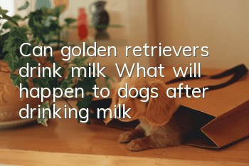 Can golden retrievers drink milk? What will happen to dogs after drinking milk?