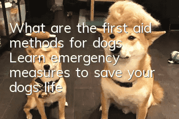 What are the first aid methods for dogs? Learn emergency measures to save your dog’s life
