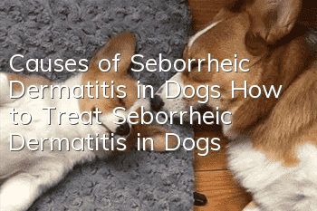 Causes of Seborrheic Dermatitis in Dogs How to Treat Seborrheic Dermatitis in Dogs