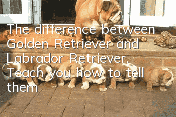The difference between Golden Retriever and Labrador Retriever. Teach you how to tell them apart.