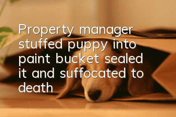 Property manager stuffed puppy into paint bucket, sealed it and suffocated to death