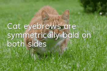 Cat eyebrows are symmetrically bald on both sides