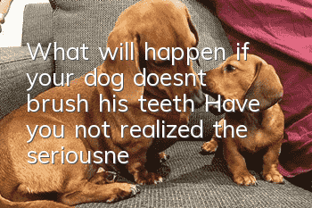 What will happen if your dog doesn’t brush his teeth? Have you not realized the seriousness of the problem?