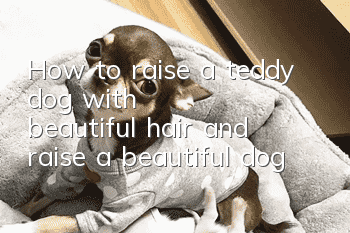 How to raise a teddy dog ​​with beautiful hair and raise a beautiful dog
