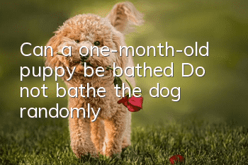 Can a one-month-old puppy be bathed? Do not bathe the dog randomly