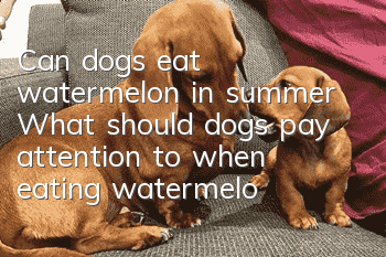 Can dogs eat watermelon in summer? What should dogs pay attention to when eating watermelon?