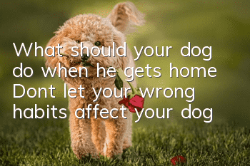 What should your dog do when he gets home? Don’t let your wrong habits affect your dog
