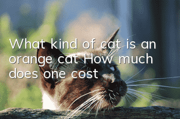 What kind of cat is an orange cat? How much does one cost?
