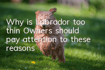 Why is Labrador too thin? Owners should pay attention to these reasons