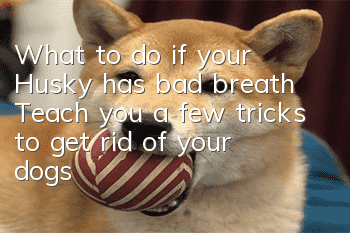 What to do if your Husky has bad breath? Teach you a few tricks to get rid of your dog’s bad breath