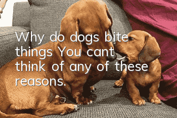 Why do dogs bite things? You can’t think of any of these reasons.
