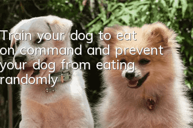 Train your dog to eat on command and prevent your dog from eating randomly