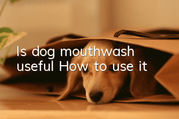 Is dog mouthwash useful? How to use it?