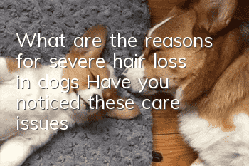 What are the reasons for severe hair loss in dogs? Have you noticed these care issues?