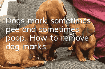 Dogs mark sometimes pee and sometimes poop. How to remove dog marks?