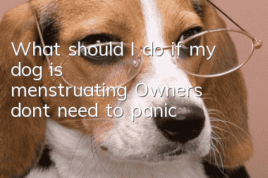What should I do if my dog is menstruating? Owners don’t need to panic