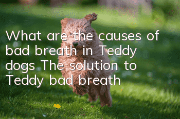 What are the causes of bad breath in Teddy dogs? The solution to Teddy bad breath!