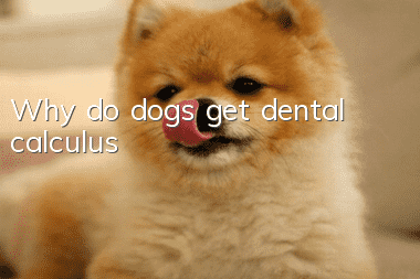 Why do dogs get dental calculus?