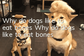 Why do dogs like to eat bones? Why do dogs like to eat bones?