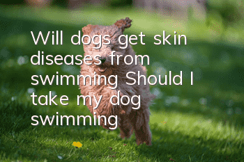 Will dogs get skin diseases from swimming? Should I take my dog swimming?