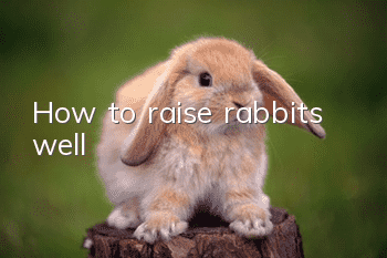 How to raise rabbits well
