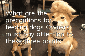What are the precautions for feeding dogs? Owners must pay attention to these three points