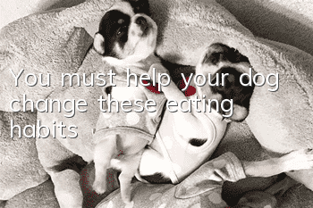 You must help your dog change these eating habits
