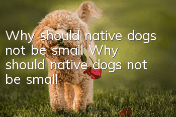 Why should native dogs not be small? Why should native dogs not be small?