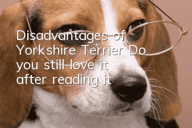 Disadvantages of Yorkshire Terrier: Do you still love it after reading it?
